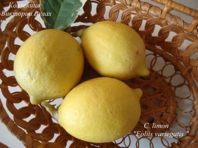 C. limon Foliis variegatis2 - 
